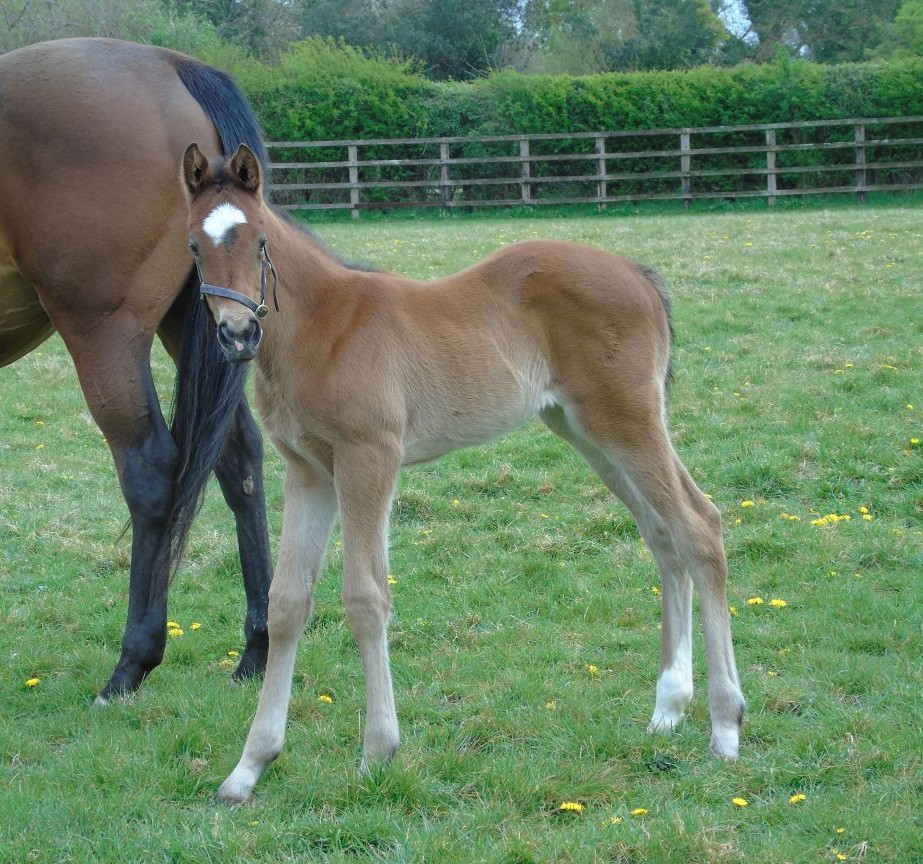 2025 filly by Modern Games